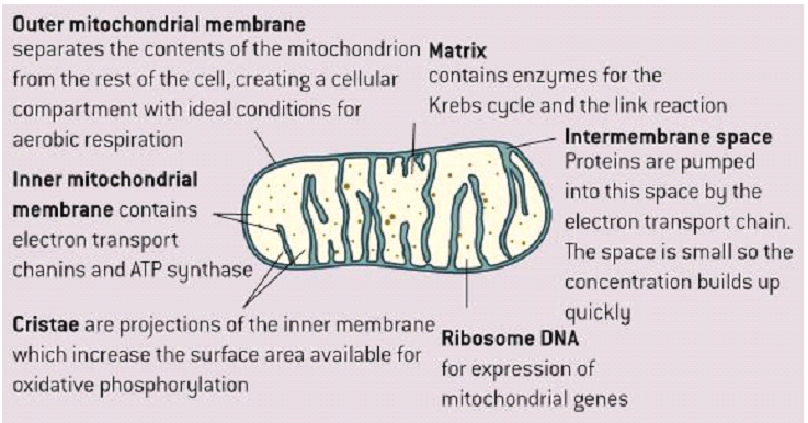 Labeled Mitochondria Structural Diagram.png